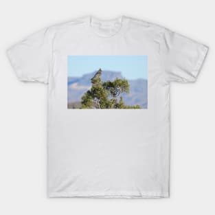 Wild Birds, Phainopepla, Wildlife Photography T-Shirt